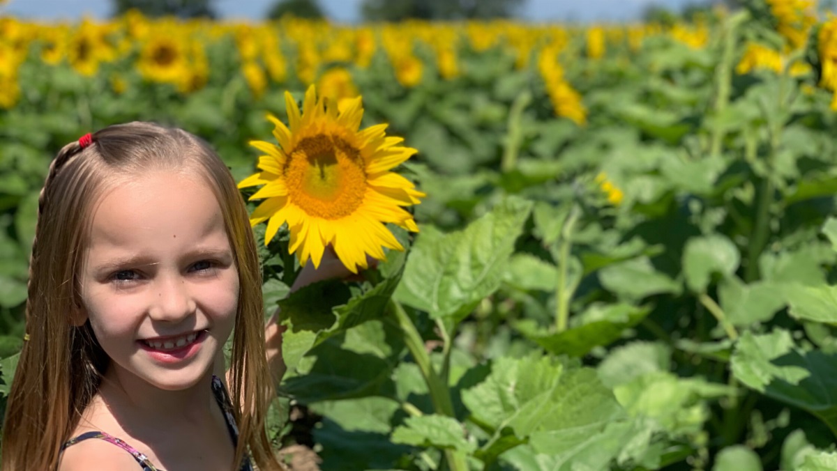 Richardson Adventure Farm Sunflower Festival